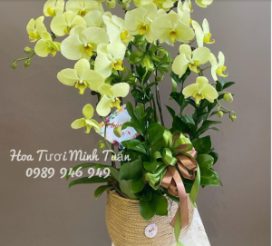 Hoa lan hồ điệp xanh táo dịu ngọt